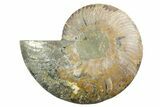 Cut & Polished Ammonite Fossil (Half) - Madagascar #347528-1